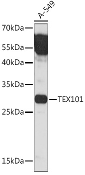TEX101 Rabbit polyclonal antibody