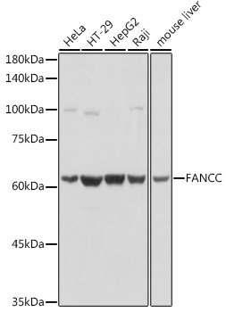 FANCC Rabbit polyclonal antibody