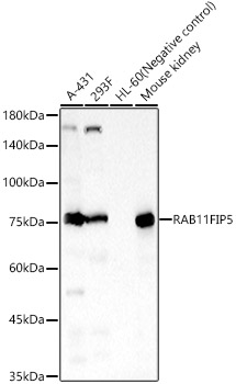 RAB11FIP5 Rabbit polyclonal antibody