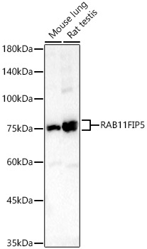 RAB11FIP5 Rabbit polyclonal antibody