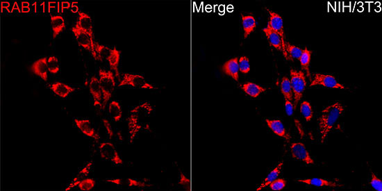 RAB11FIP5 Rabbit polyclonal antibody