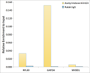 Western blot - Acetyl-Histone H3-K23 Rabbit pAb (A18154)