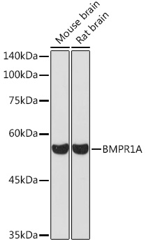 BMPR1A Rabbit polyclonal antibody