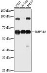 Western blot - BMPR1A Rabbit pAb (A1816)