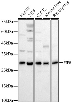 EIF6 Rabbit polyclonal antibody