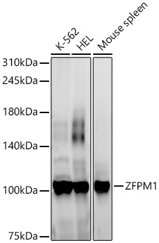 ZFPM1 Rabbit polyclonal antibody