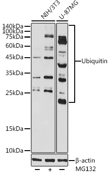 Ubiquitin Rabbit polyclonal antibody