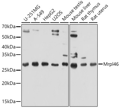 Mrpl46 Rabbit polyclonal antibody