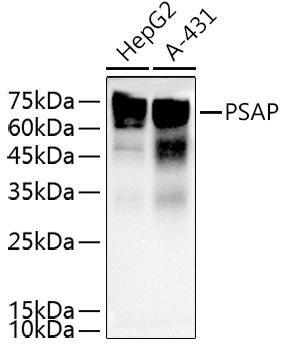 PSAP Rabbit polyclonal antibody