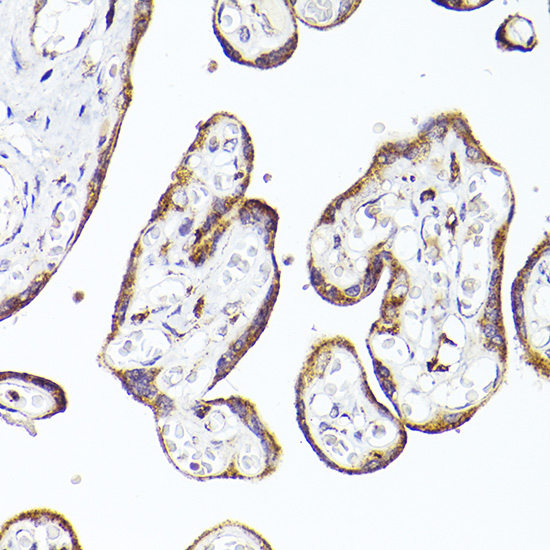 PSAP Rabbit polyclonal antibody
