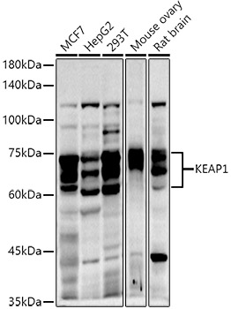 KEAP1 Rabbit polyclonal antibody