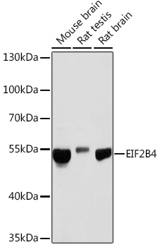 EIF2B4 Rabbit polyclonal antibody