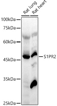 S1PR2 Rabbit polyclonal antibody