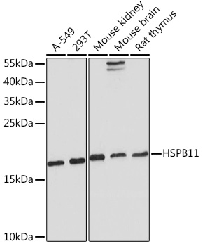 HSPB11 Rabbit polyclonal antibody