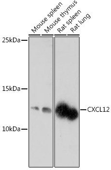 CXCL12 Rabbit polyclonal antibody
