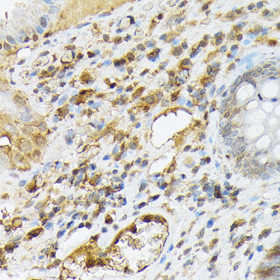 CXCL12 Rabbit polyclonal antibody