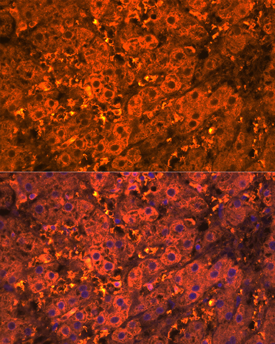 CXCL12 Rabbit polyclonal antibody