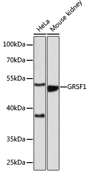 GRSF1 Rabbit polyclonal antibody