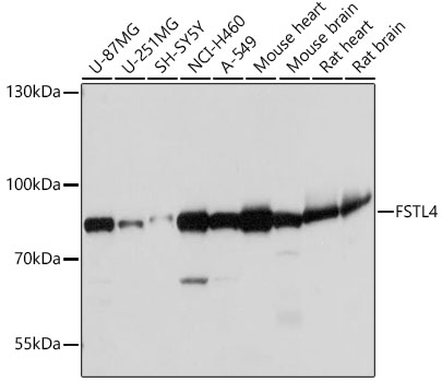 FSTL4 Rabbit polyclonal antibody