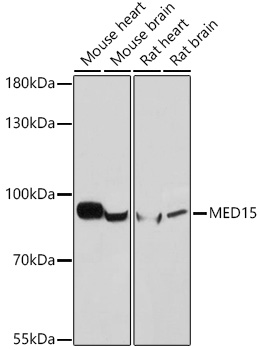MED15 Rabbit polyclonal antibody