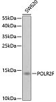 Western blot - POLR2F Rabbit pAb (A1824)