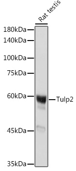 Tulp2 Rabbit polyclonal antibody
