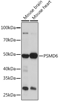 PSMD6 Rabbit polyclonal antibody