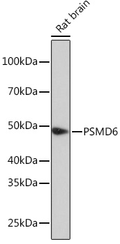 PSMD6 Rabbit polyclonal antibody