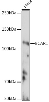 BCAR1 Rabbit polyclonal antibody