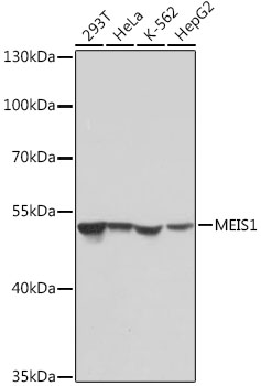 MEIS1 Rabbit polyclonal antibody