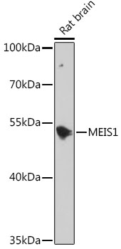 MEIS1 Rabbit polyclonal antibody