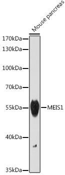MEIS1 Rabbit polyclonal antibody