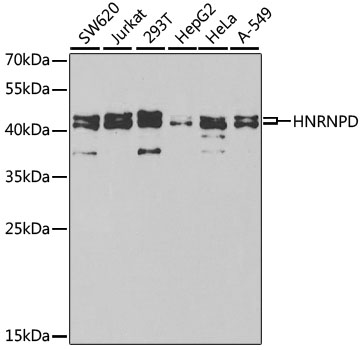 HNRNPD Rabbit polyclonal antibody