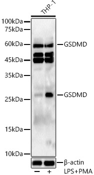 GSDMD Rabbit polyclonal antibody