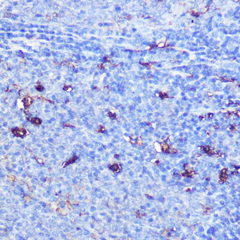 GSDMD Rabbit polyclonal antibody