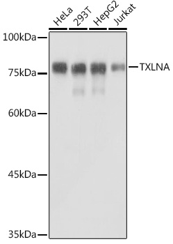 TXLNA Rabbit polyclonal antibody