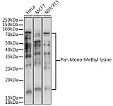 Western blot - Pan Mono-Methyl lysine Rabbit pAb (A18293)