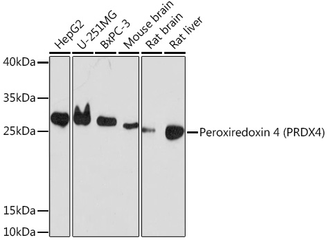Peroxiredoxin 4 (PRDX4) Rabbit polyclonal antibody