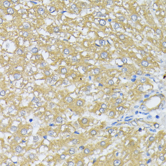 Peroxiredoxin 4 (PRDX4) Rabbit polyclonal antibody