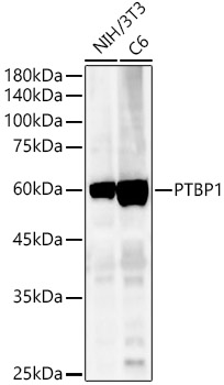 [KO Validated] PTBP1 Rabbit polyclonal antibody