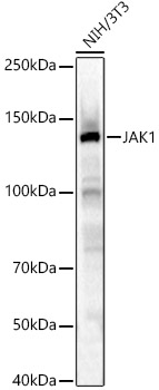 JAK1 Rabbit polyclonal antibody