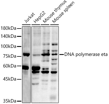 DNA polymerase eta Rabbit polyclonal antibody