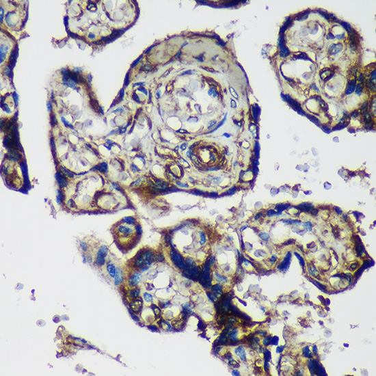 PTRF Rabbit polyclonal antibody