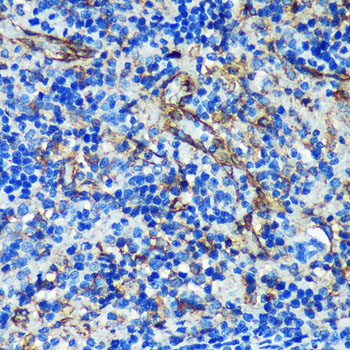 PTRF Rabbit polyclonal antibody