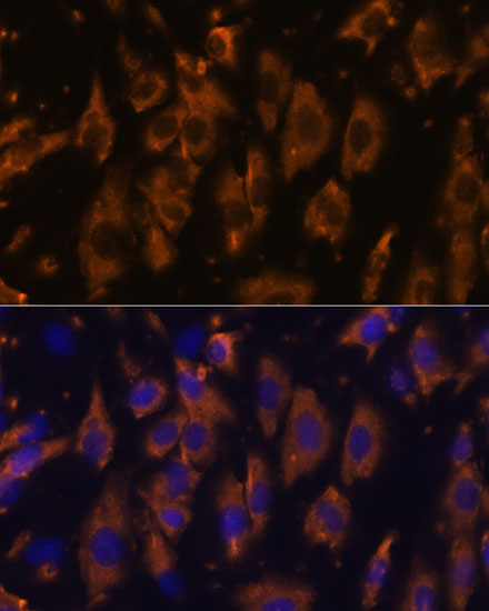 PTRF Rabbit polyclonal antibody