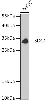 SDC4 Rabbit polyclonal antibody