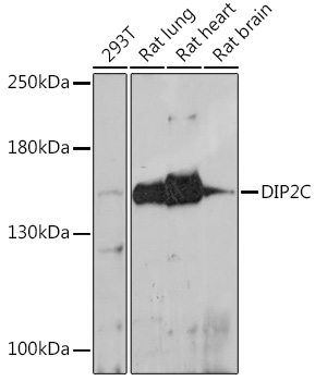 DIP2C Rabbit polyclonal antibody