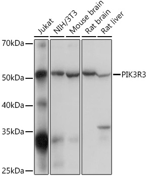 PI3KP85A Alpha/P55G Gamma/P85B Beta Rabbit polyclonal antibody