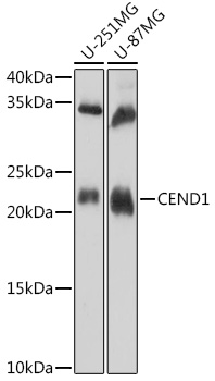 CEND1 Rabbit polyclonal antibody
