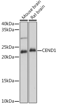 CEND1 Rabbit polyclonal antibody